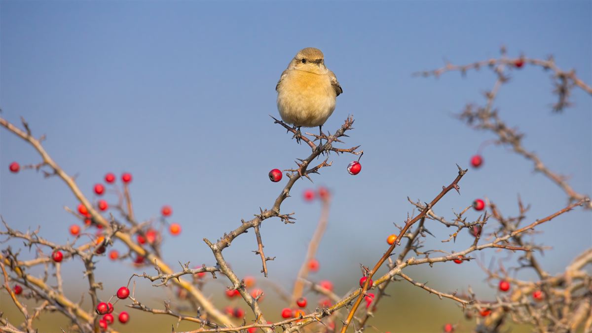 Desert Wheatear