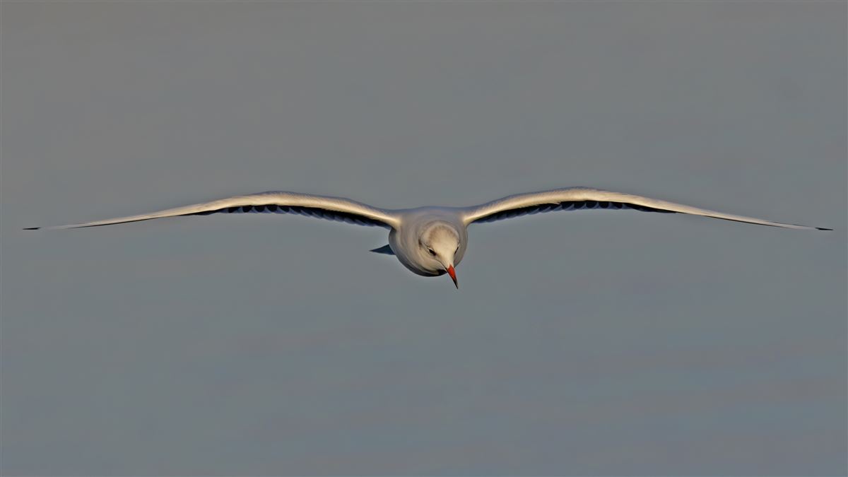 Black-headed Gull