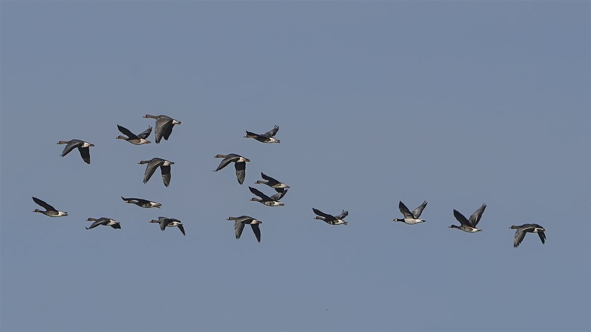 Barnacle Goose