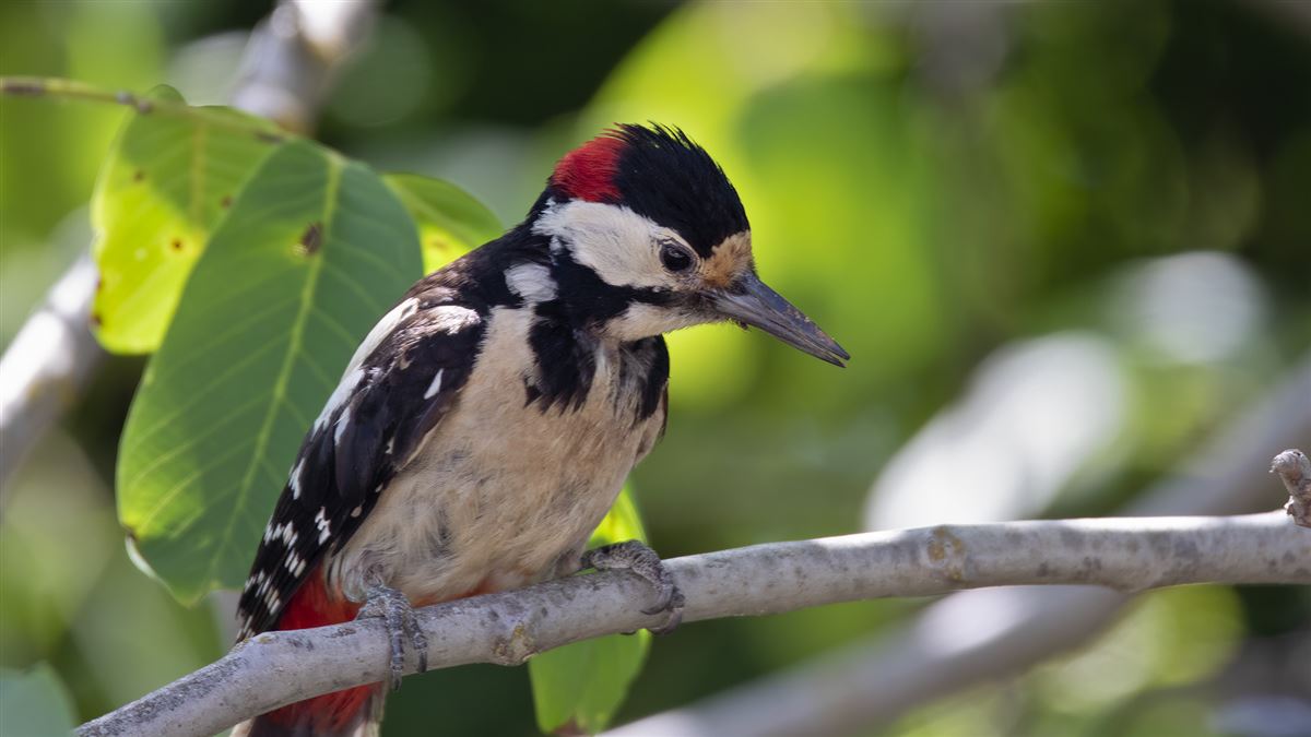Great Spotted Woodpecker