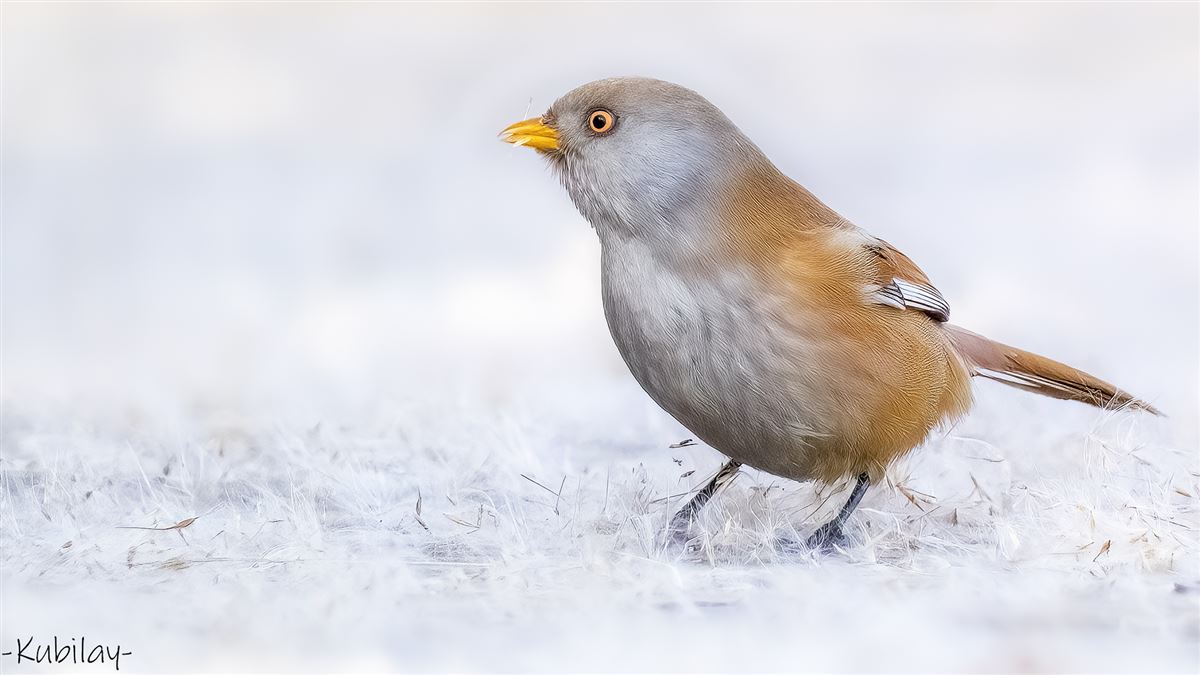 Bearded Reedling