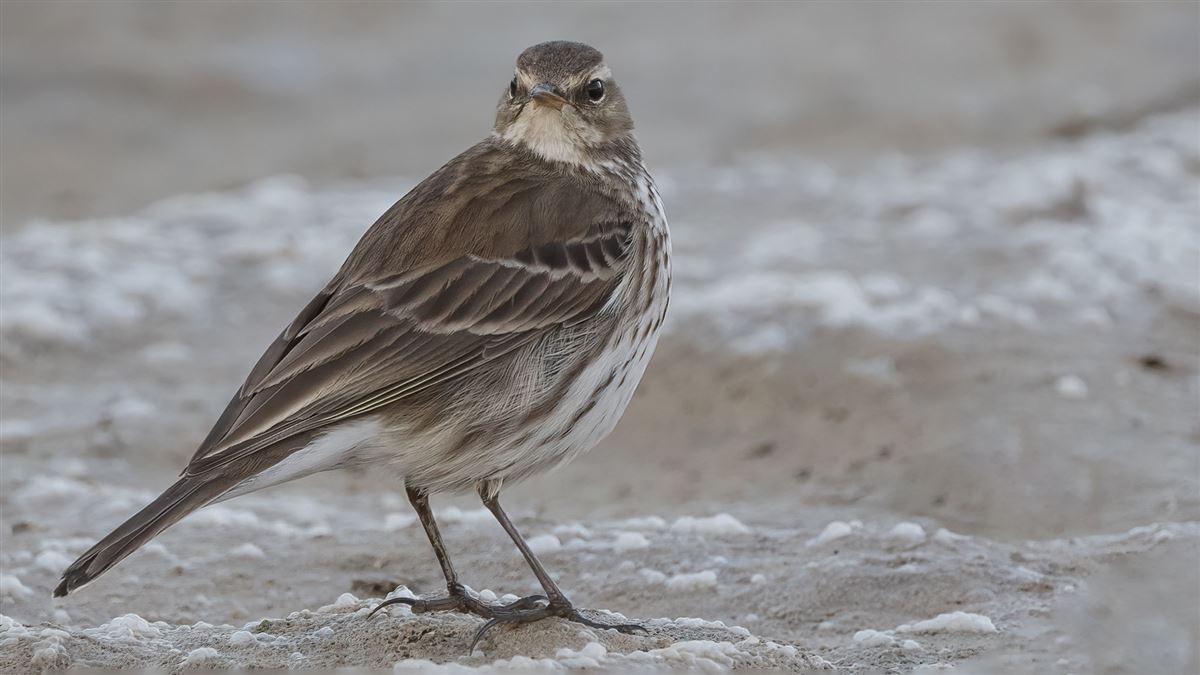 Water Pipit