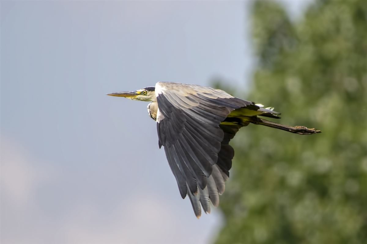 Grey Heron