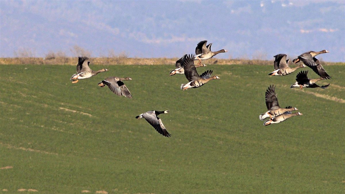 Barnacle Goose