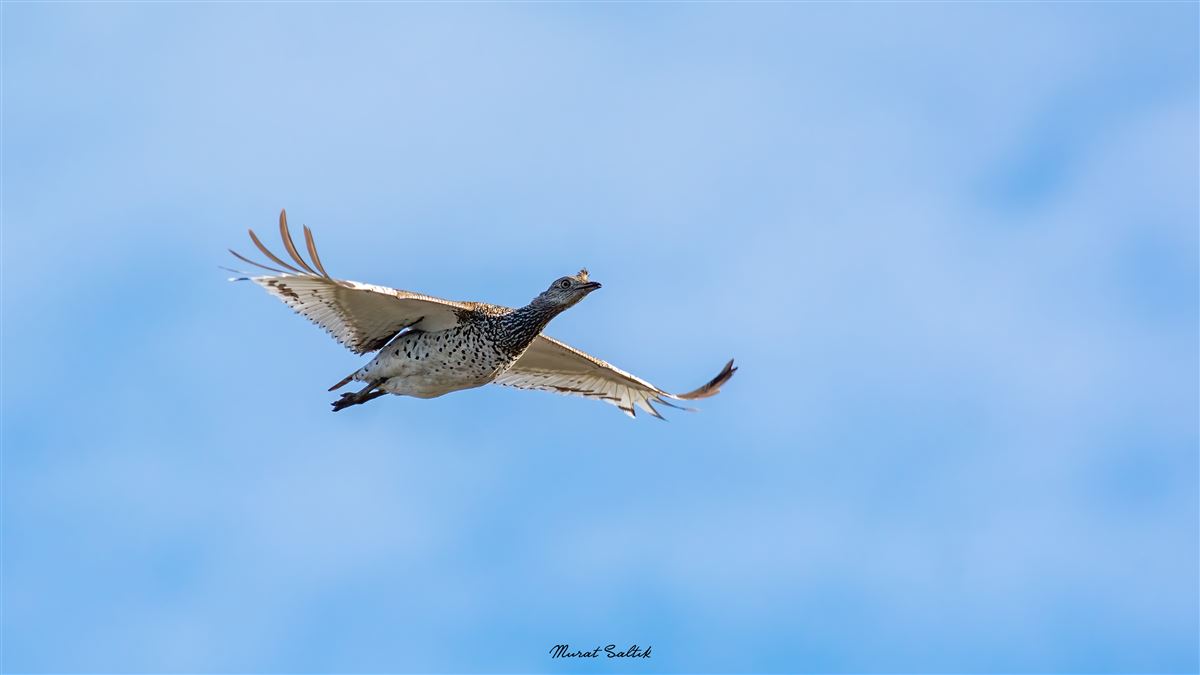 Little Bustard