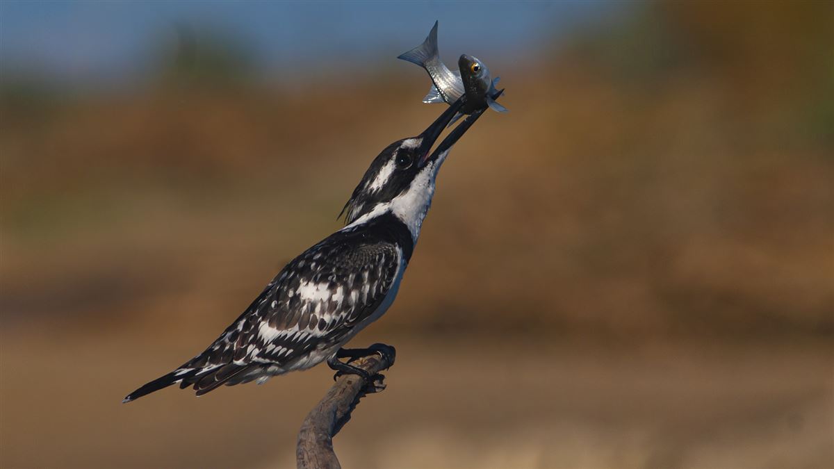 Pied Kingfisher