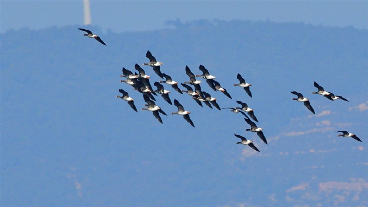 Greater White-fronted Goose