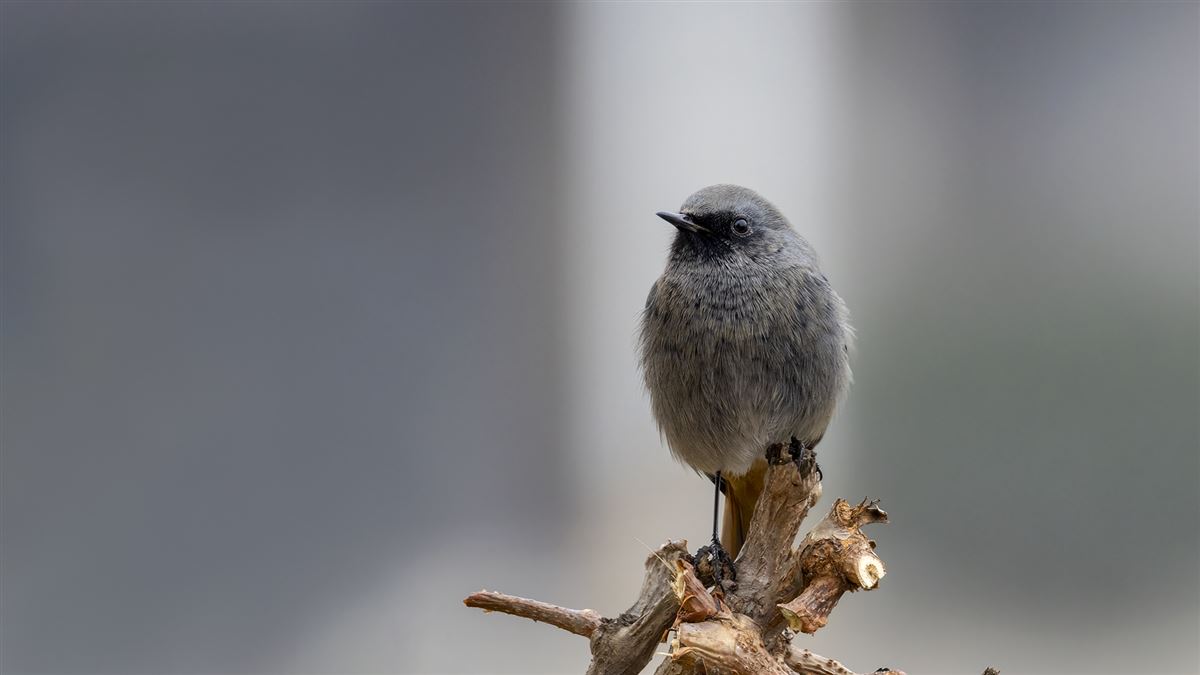Black Redstart