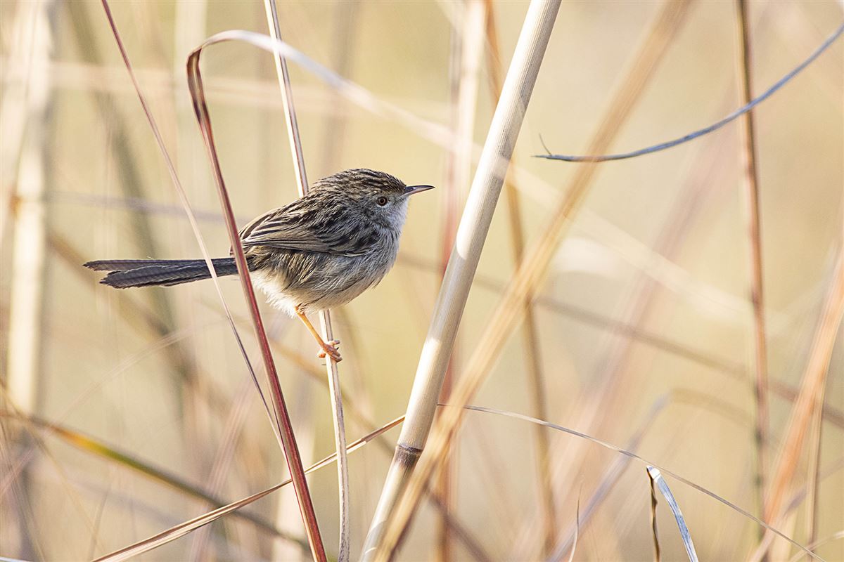 Delicate Prinia