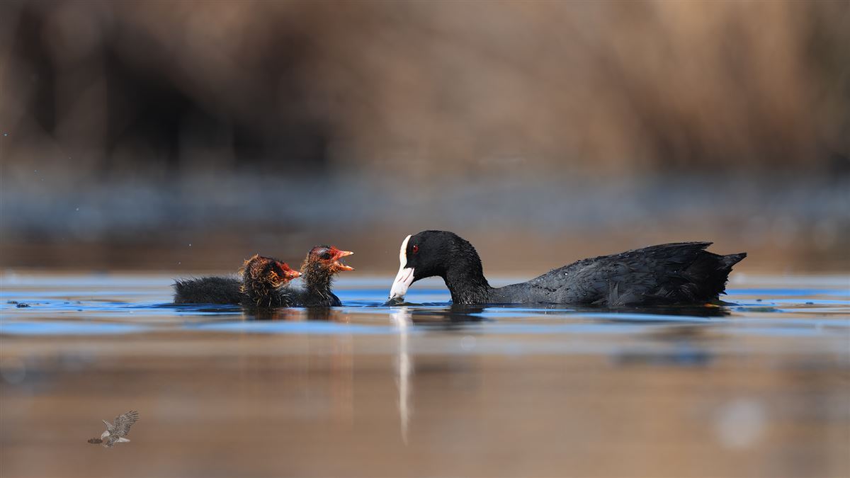 Eurasian Coot