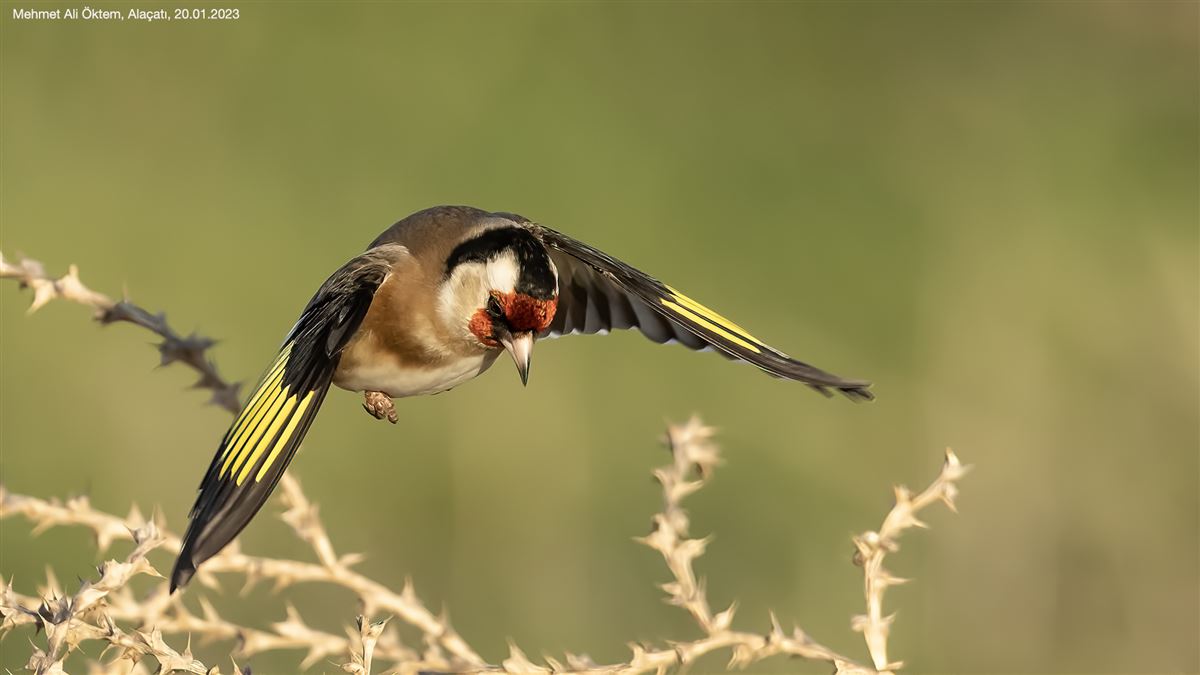 European Goldfinch