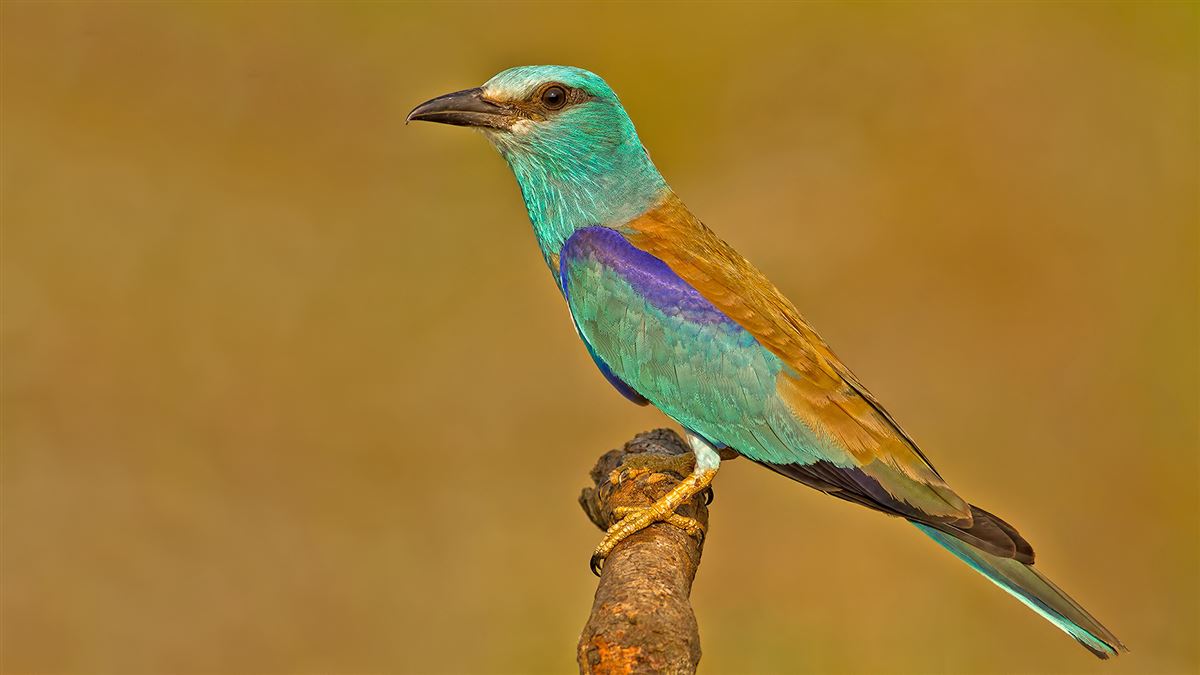 European Roller