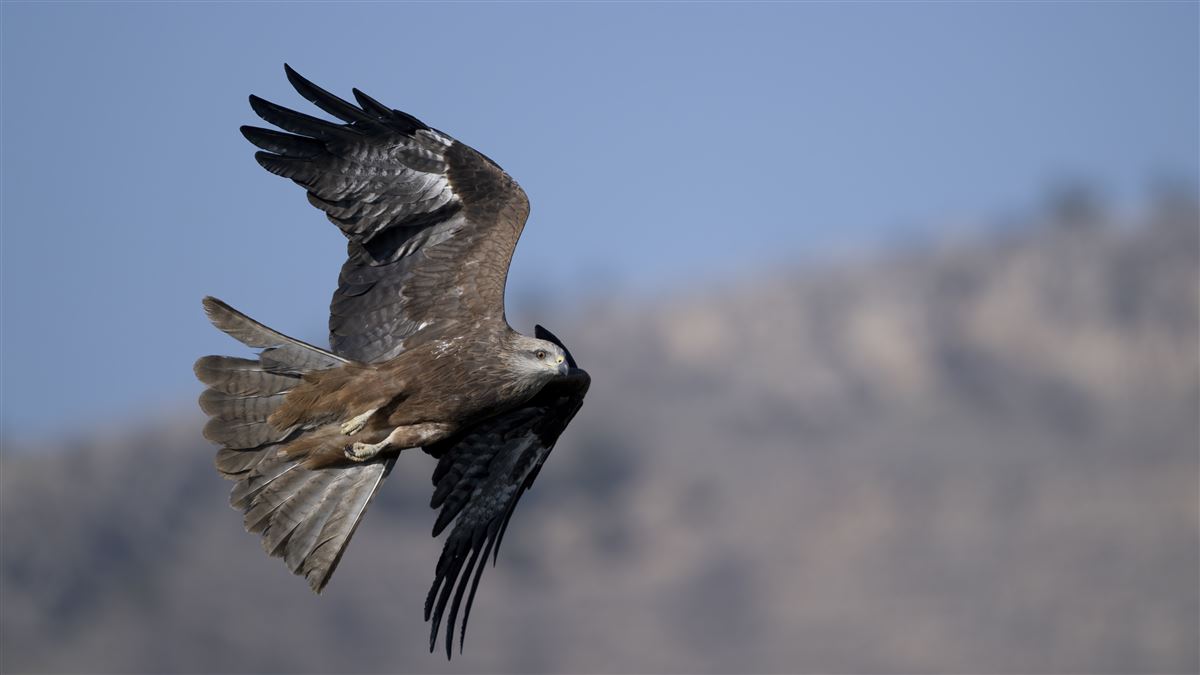 Black Kite