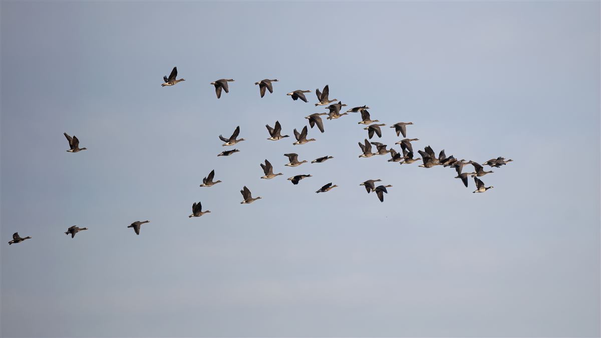 Barnacle Goose