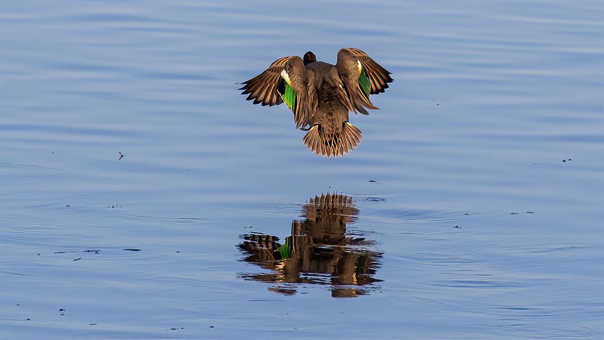 Eurasian Teal