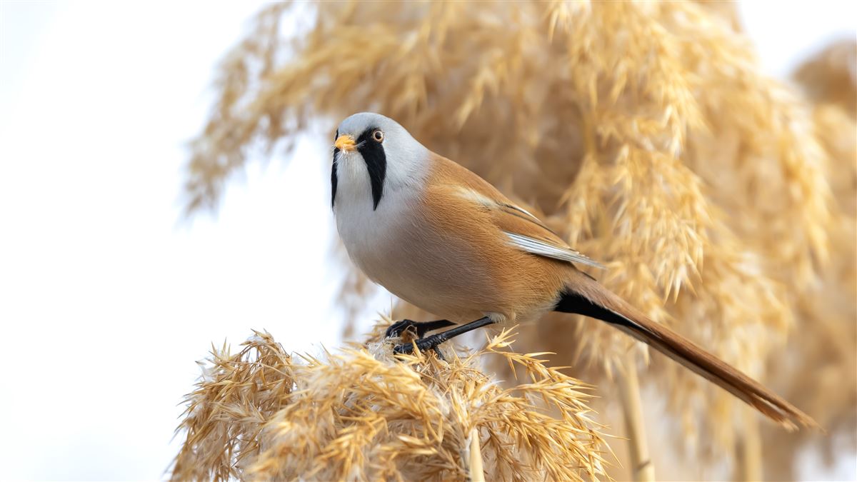 Bearded Reedling
