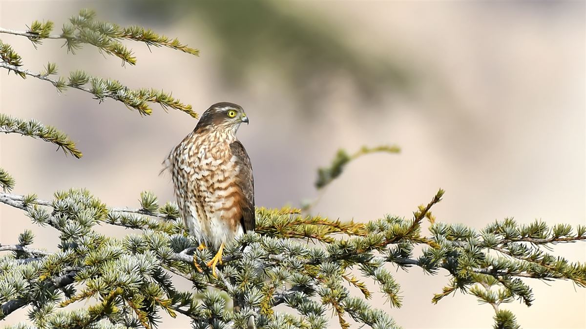 Eurasian Sparrowhawk