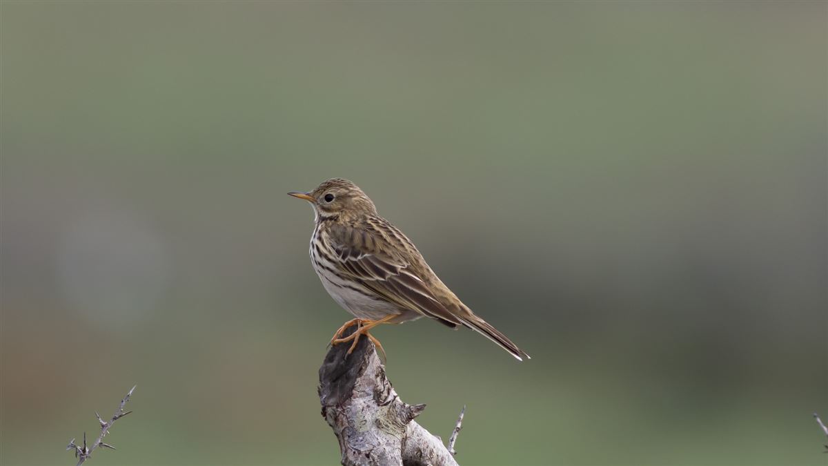 Meadow Pipit
