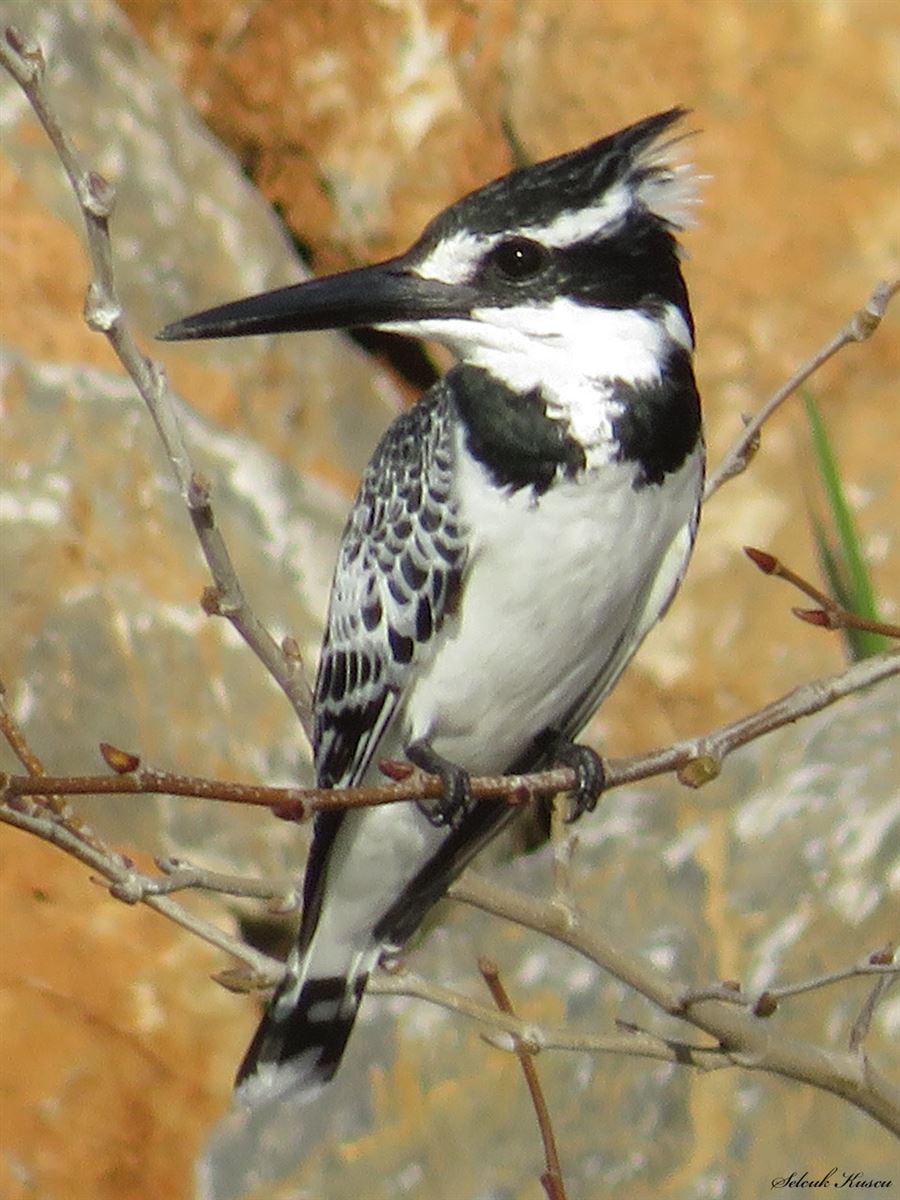 Pied Kingfisher
