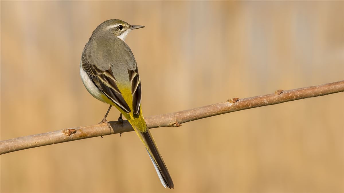 Grey Wagtail