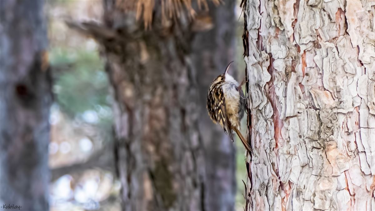 Short-toed Treecreeper