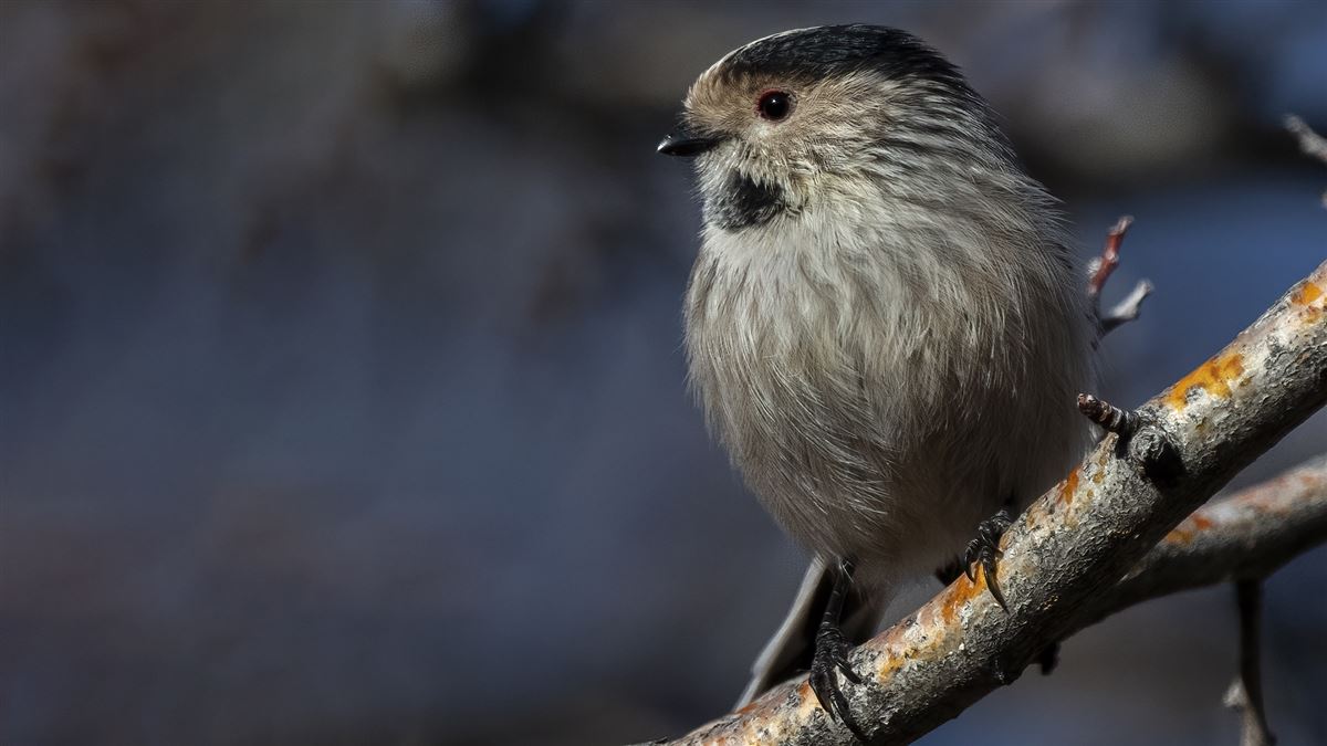 Long-tailed Tit