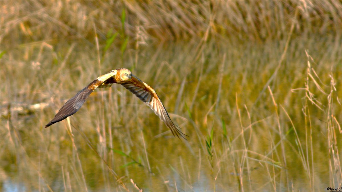 Western Marsh Harrier