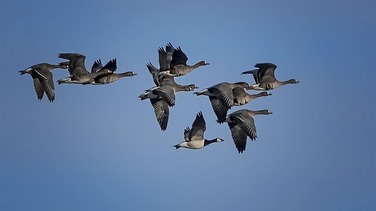 Barnacle Goose