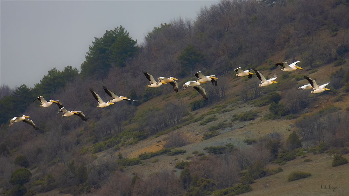 Great White Pelican