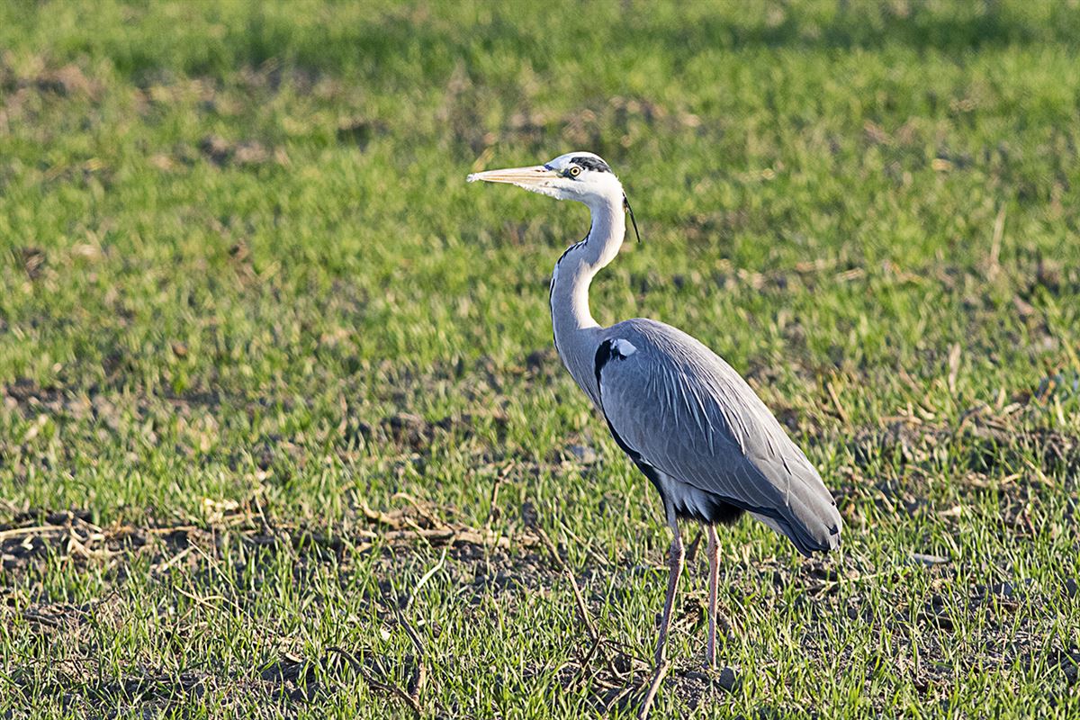 Grey Heron
