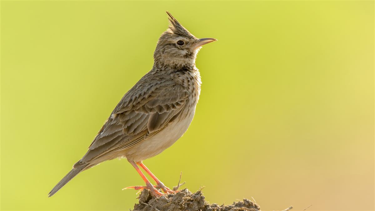 Crested Lark