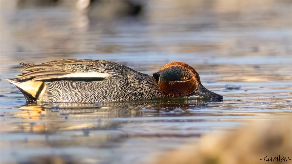 Eurasian Teal