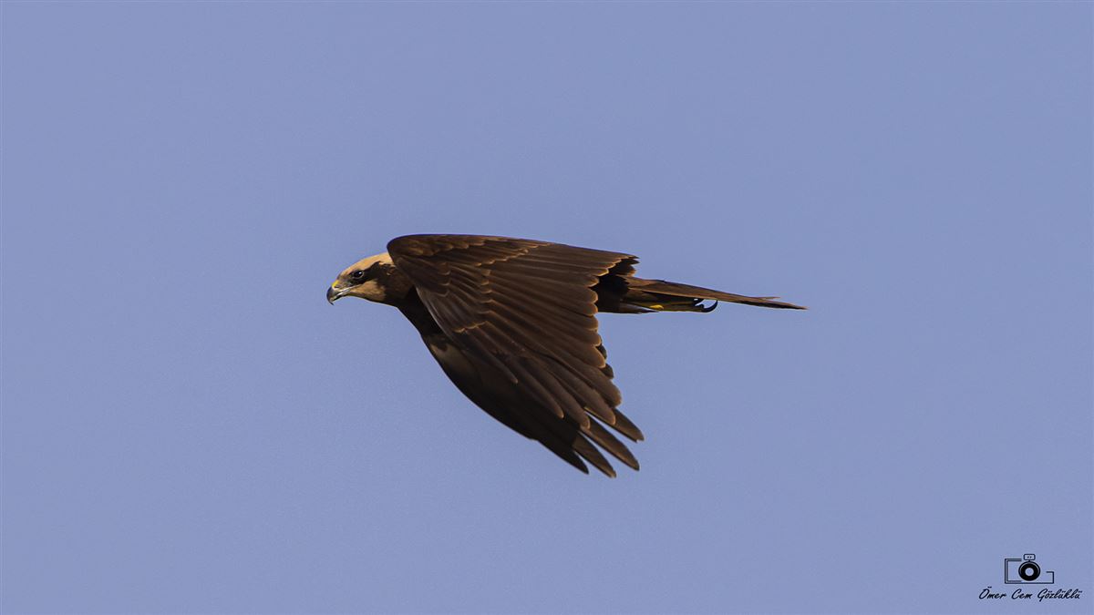 Western Marsh Harrier