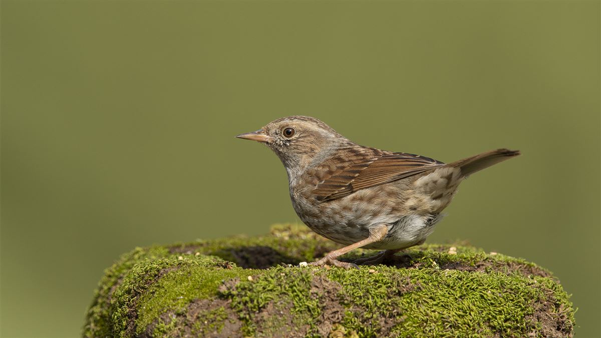 Dunnock