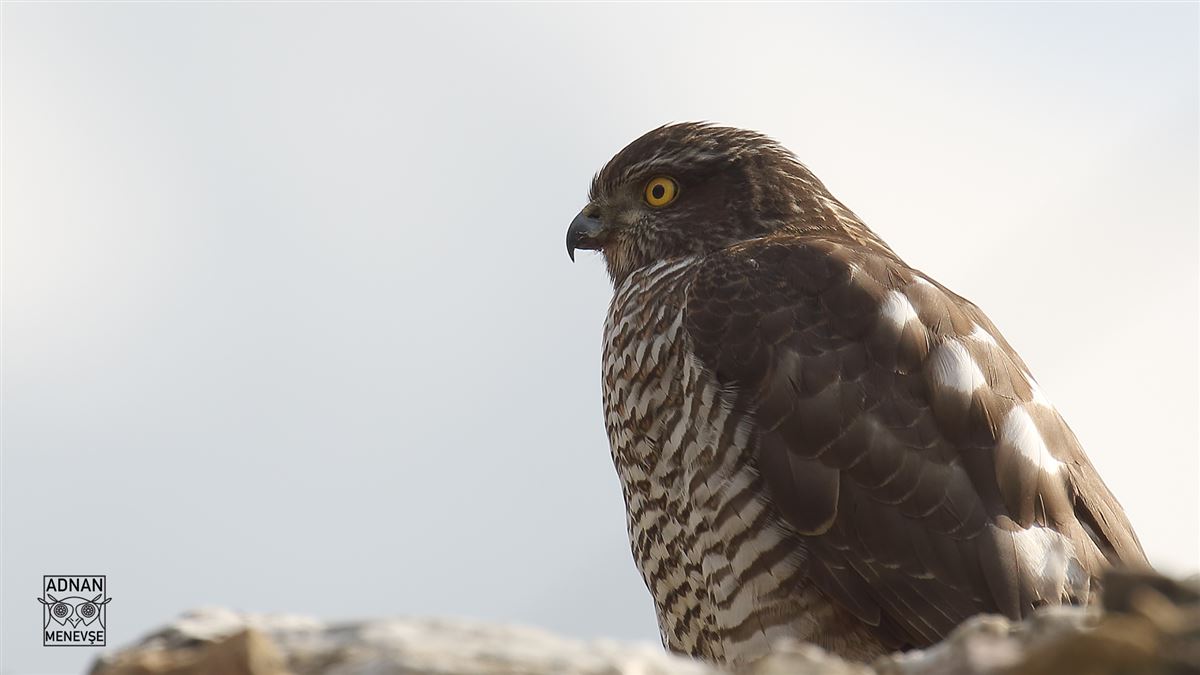 Eurasian Sparrowhawk
