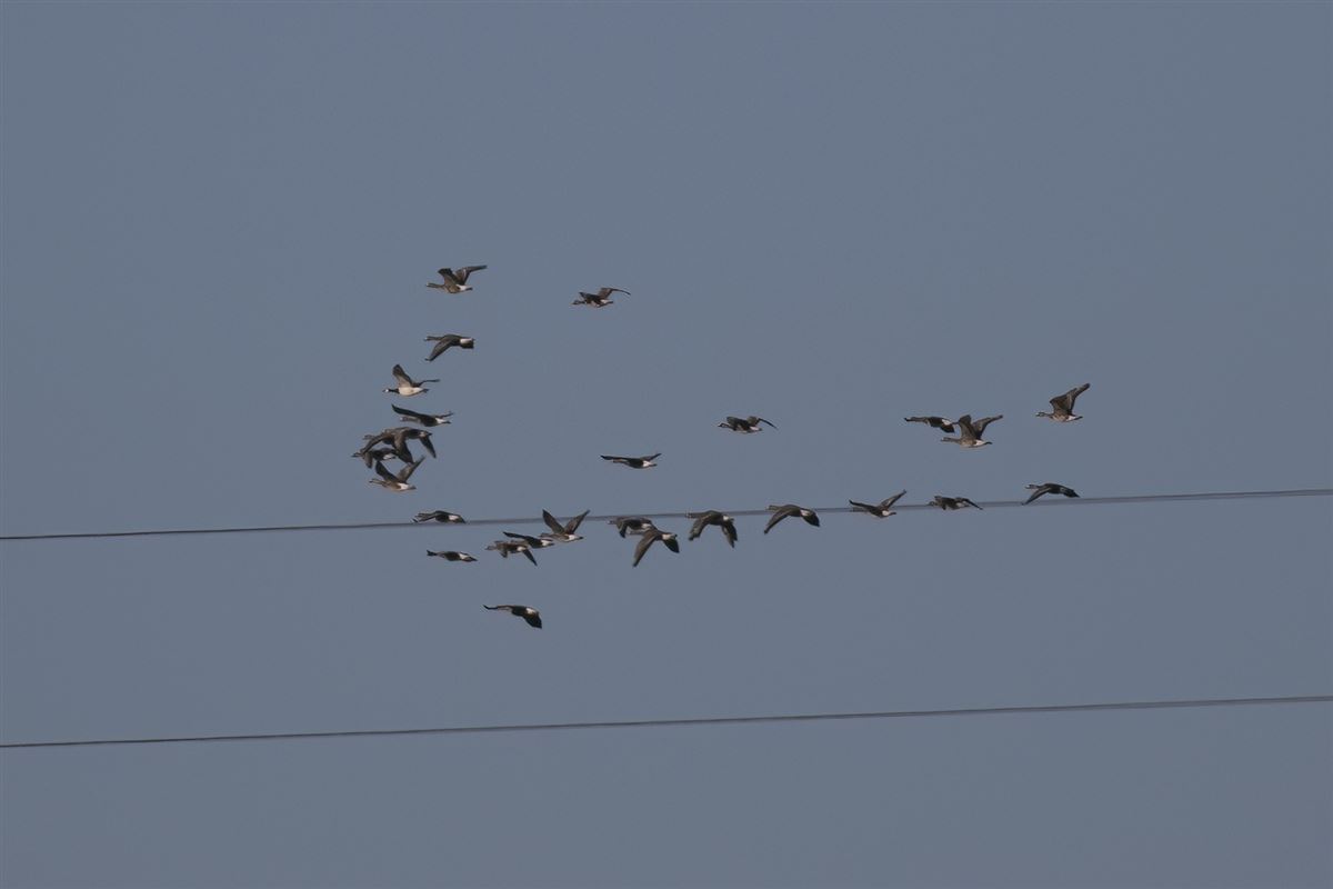 Barnacle Goose