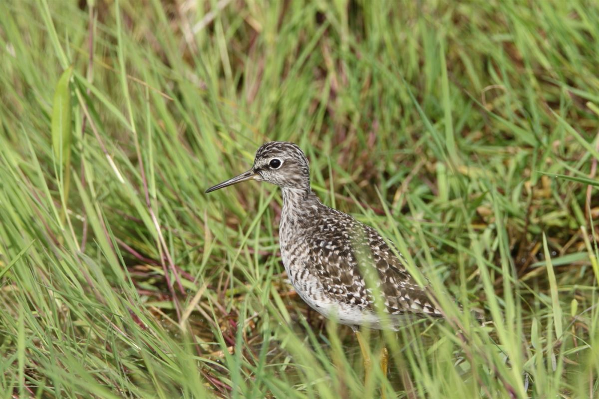 Wood Sandpiper