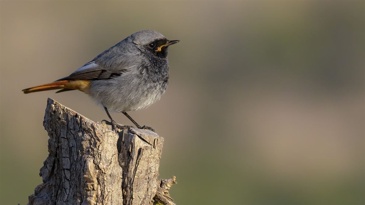 Black Redstart