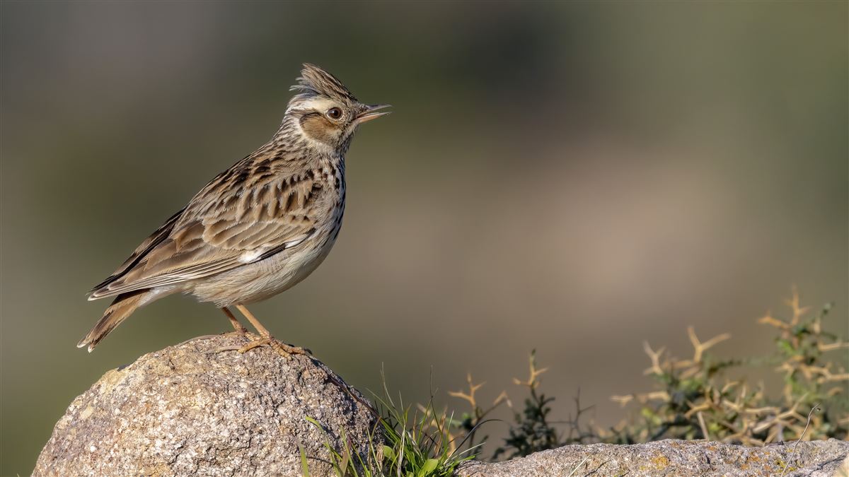 Woodlark