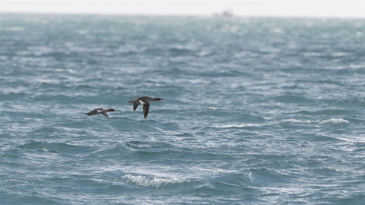 Red-breasted Merganser