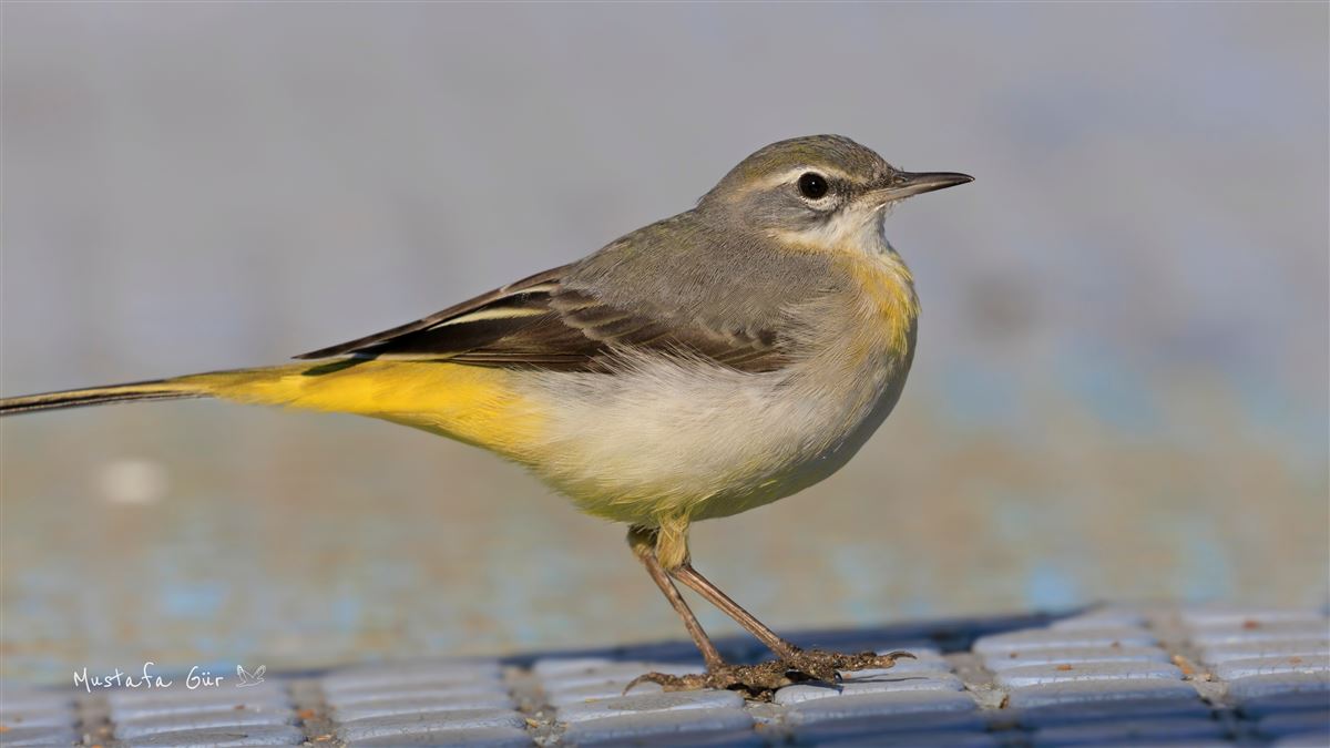Grey Wagtail