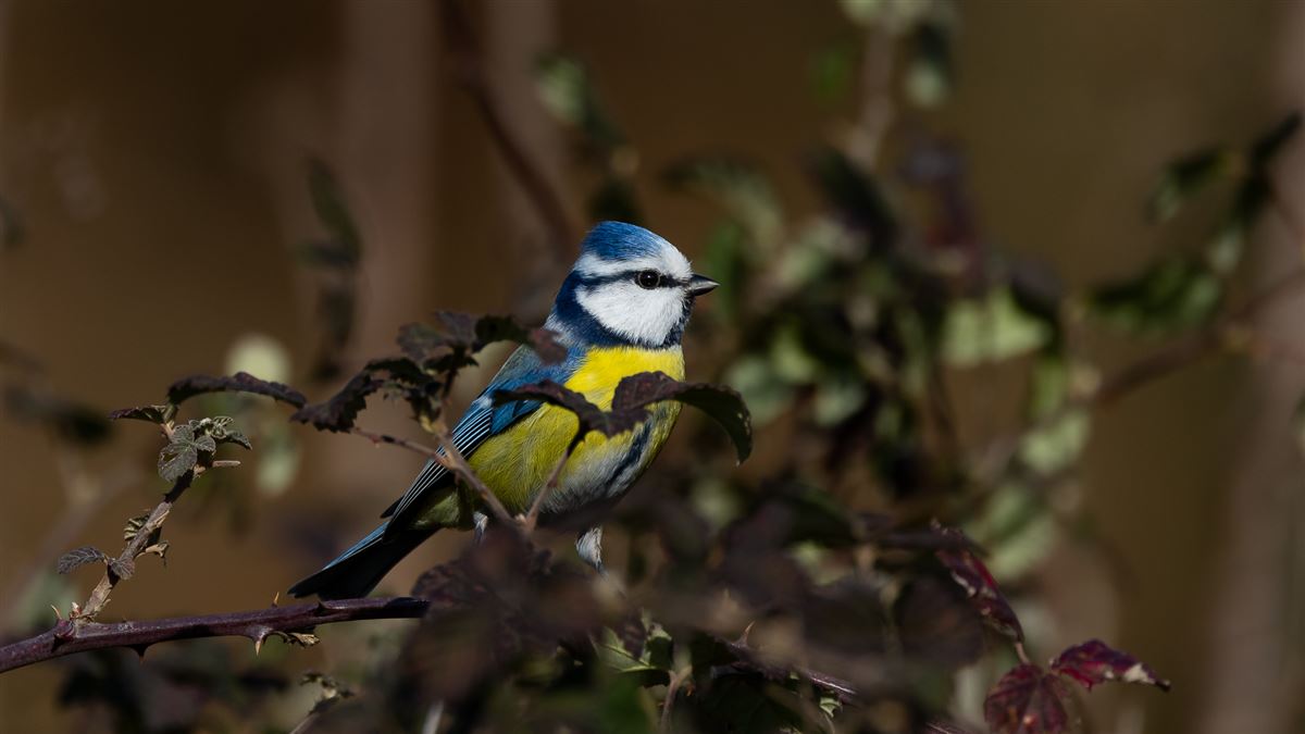 Eurasian Blue Tit