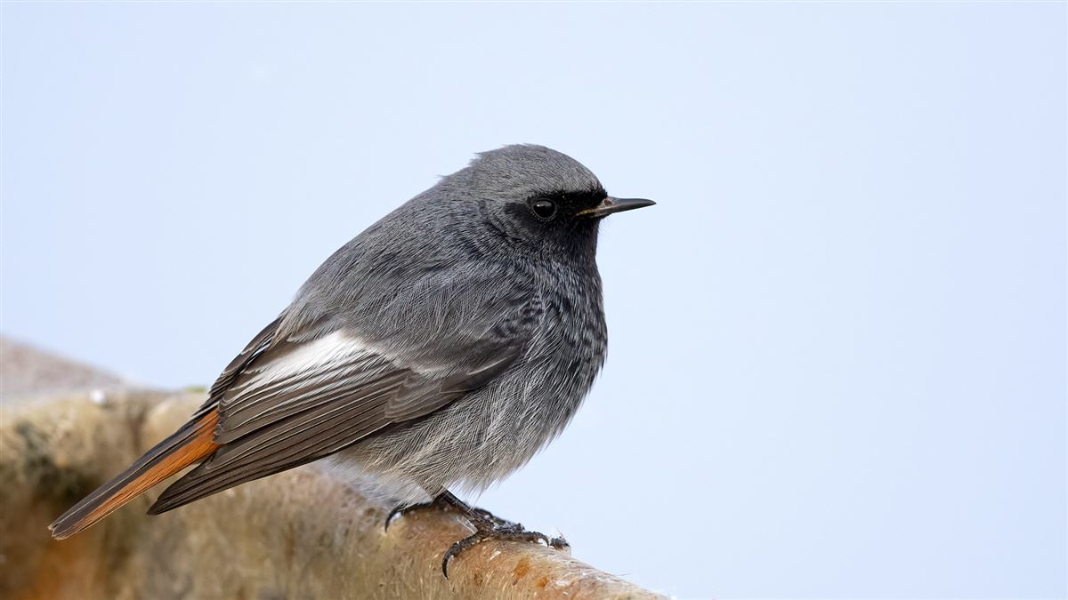 Black Redstart