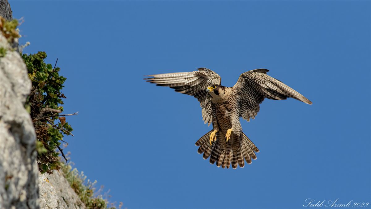Peregrine Falcon