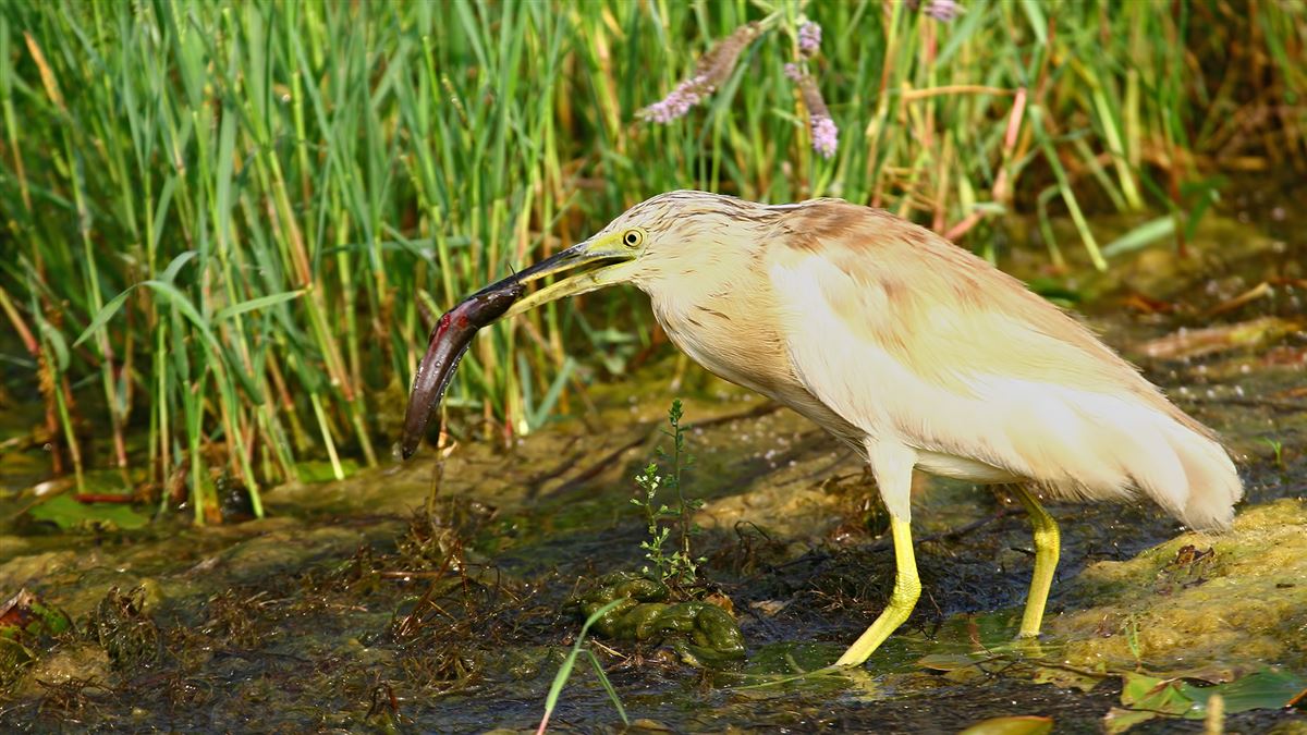 Squacco Heron