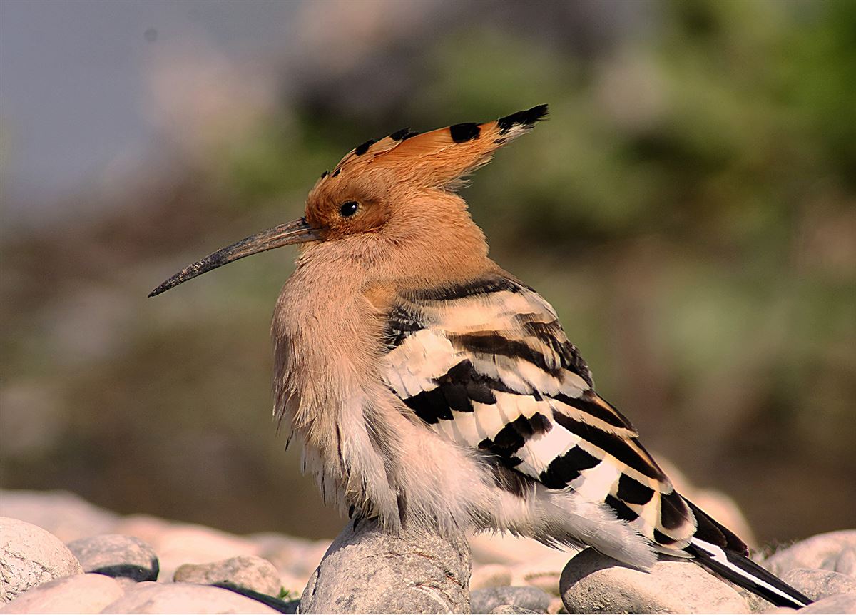 Common Hoopoe