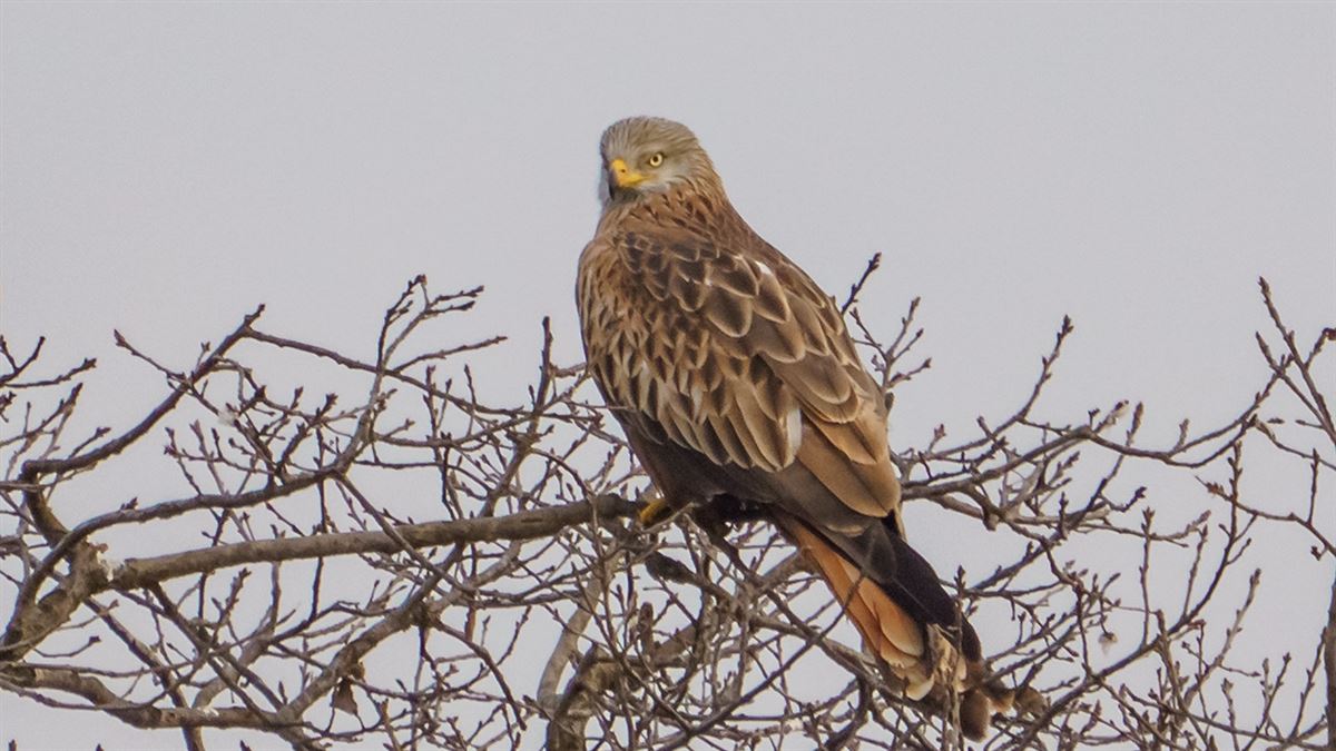 Red Kite