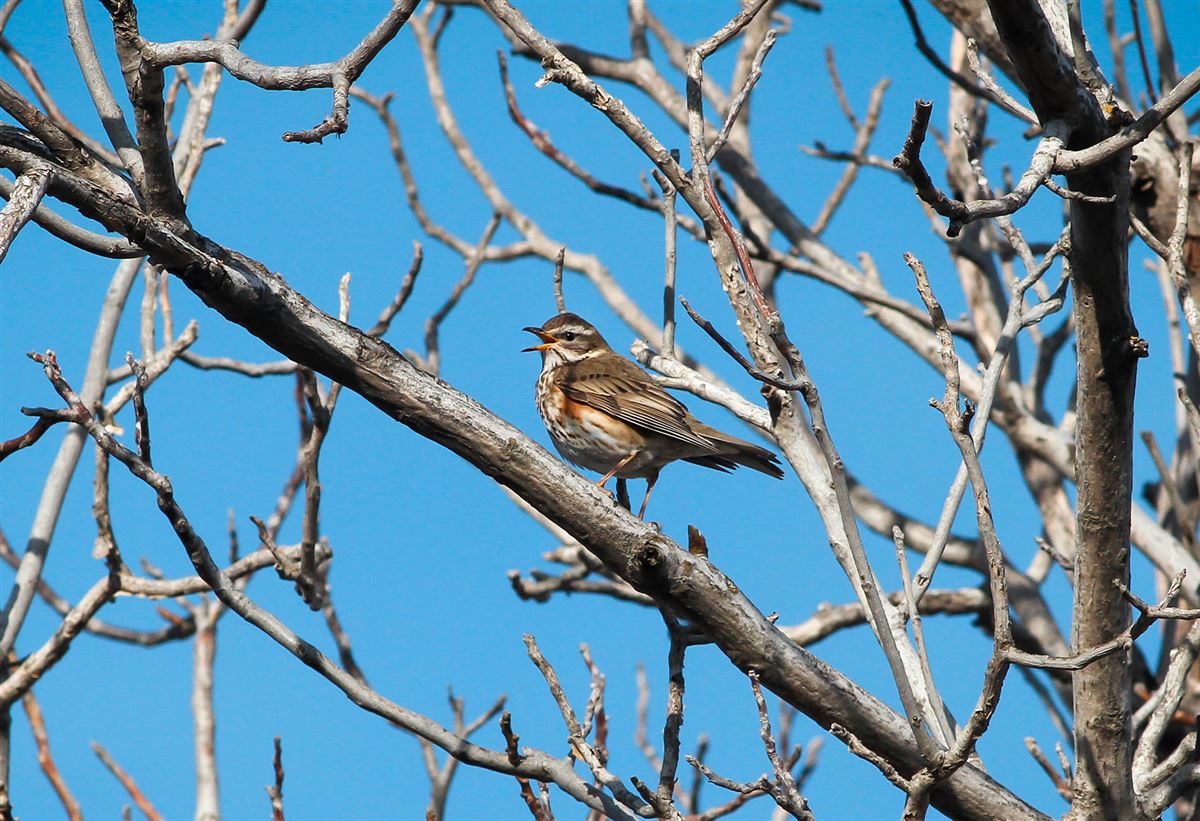 Redwing