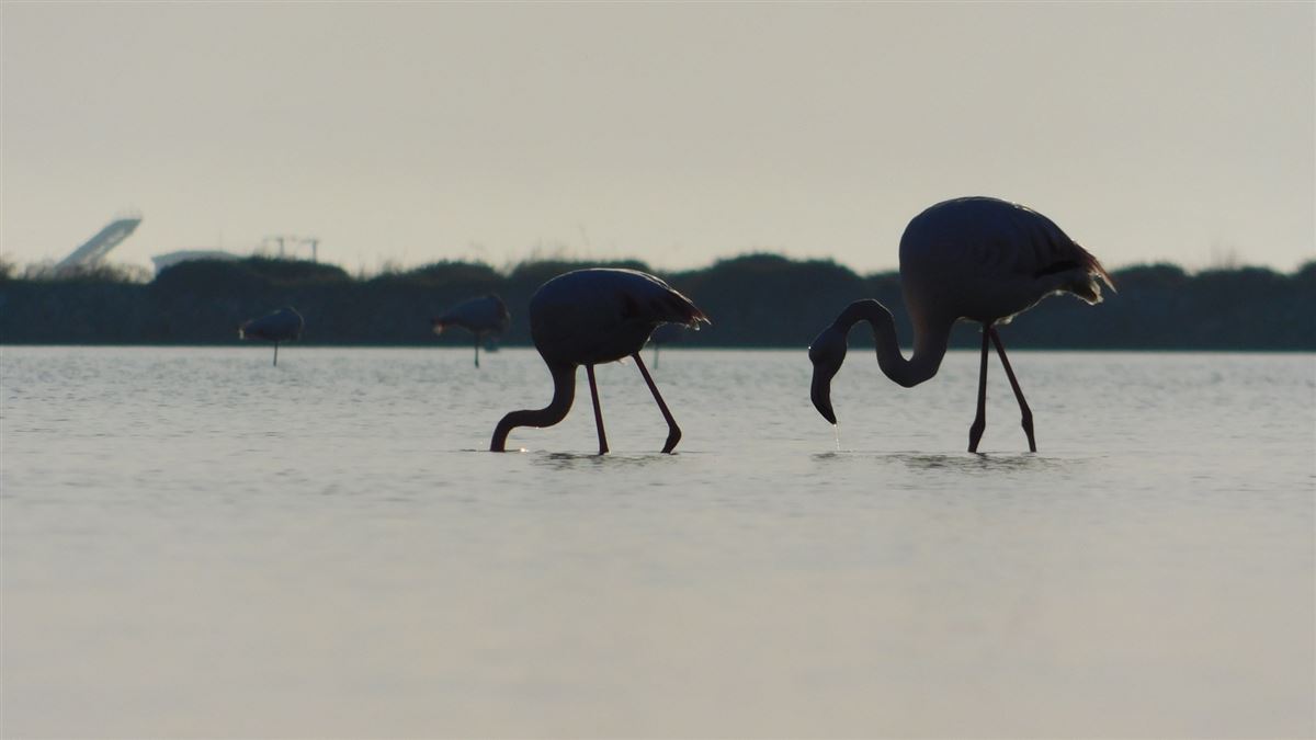 Greater Flamingo