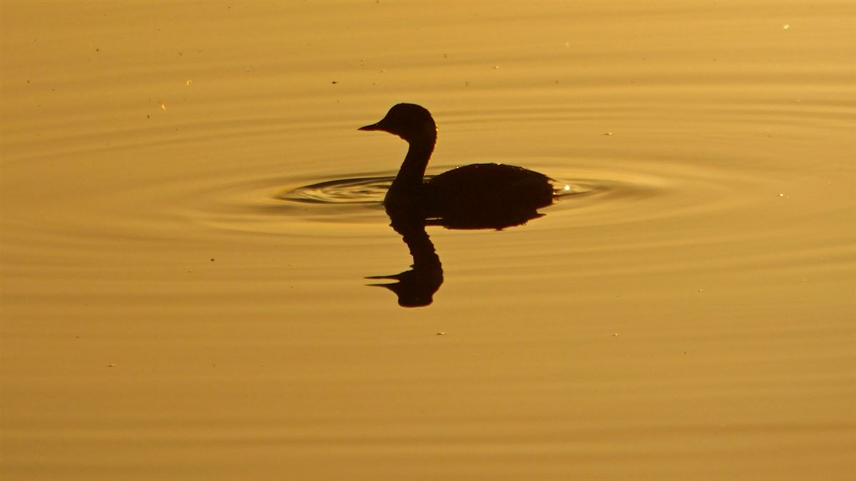 Black-necked Grebe